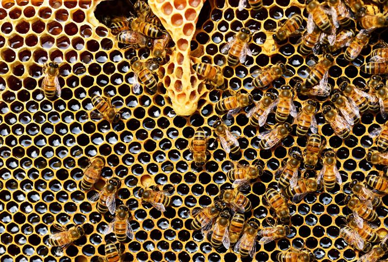 une abeille sur des alvéoles de miel