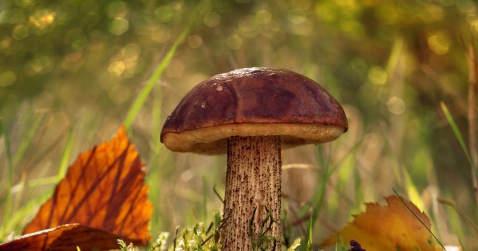 photos de champignons des bois dans la nature