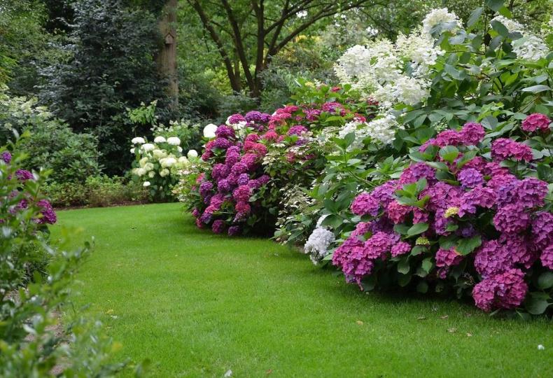 photo d'un jardin avec des massifs d'hortensias 