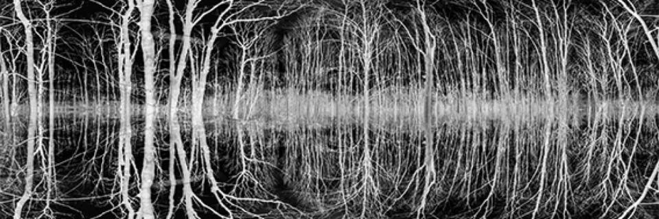 image en noir et blanc, branches