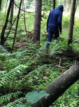 Une forêt remplie d'arbres, de fougères, et autres plantes. Un promeneur vu de dos portant un jean's et u nsweet à capuche bleu foncé