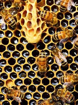une abeille sur des alvéoles de miel