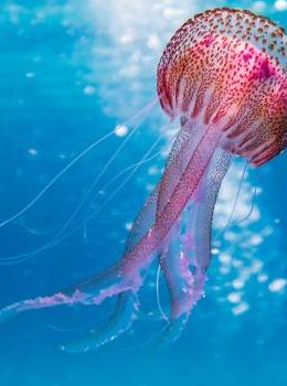 phot d'une méduse rose fuchsia dans la mer bleue