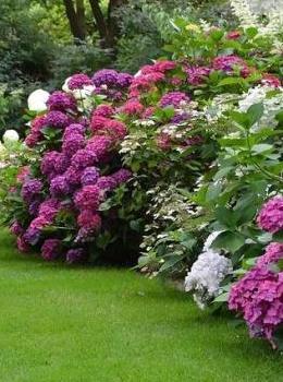 photo d'un jardin avec des massifs d'hortensias 